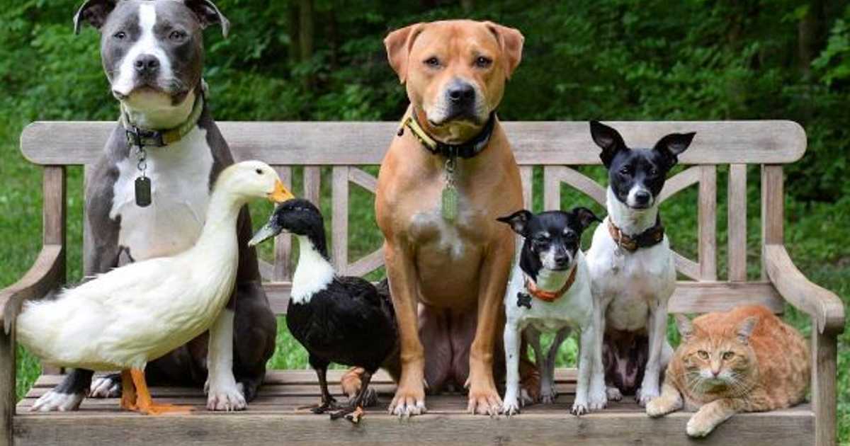 Pet Adoption