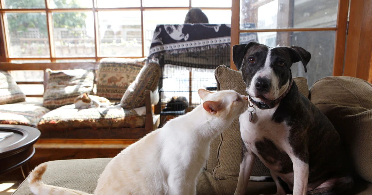 Pet Training